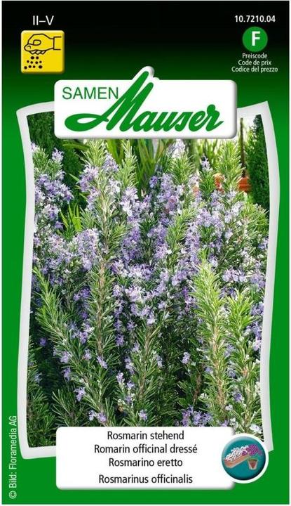 Samen Mauser Rosmarin stehend (Kräutersamen)