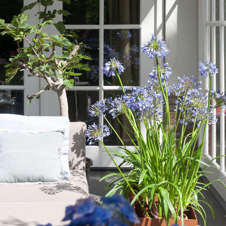 Produktbild Plant in a Box Agapanthus - 6er Set (10 cm)