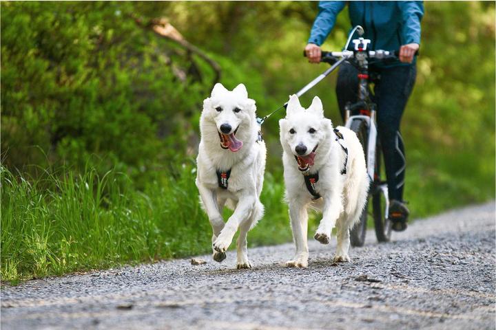 Immagine prodotto Non-Stop Dogwear Imbracatura da traino Freemotion Imbracatura da corsa Imbracatura sportiva (8, Cane, Generale)