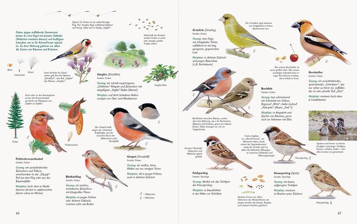 Produktbild Wawra's Naturbuch, Band 1: Säugetiere, Vögel, Reptilien, Amphibien (Deutsch, Johannes Wawra, Ursula Wawra, 2020)