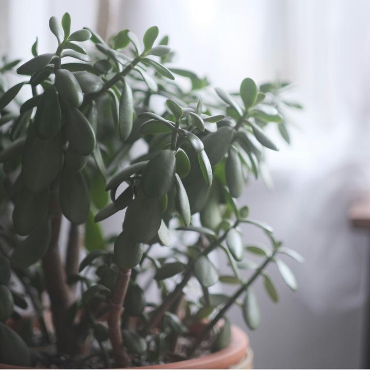 Image du produit Plant in a Box Crassula ovata Minor - Plante de jade (45 cm)