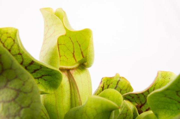 Produktbild Plantlovers Sarracenia Purpurea Venosa (Schlauchpflanze) (20 cm, Tierfreundlich)