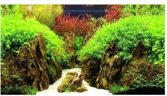 Actual product image Hobby Canyon,Woodland