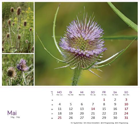 Produktbild HeilpfanzenrundumdenBodensee2026