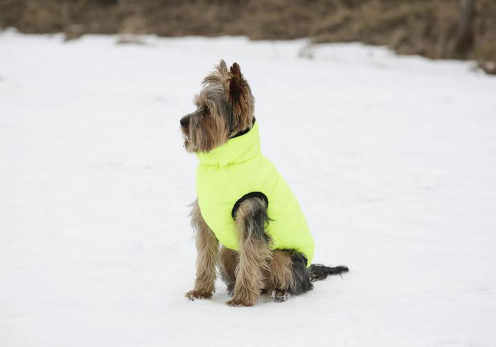 Actual product image Kerbl Charmonix quilted coat, grey/neon yellow, XS 30 cm (XS, Dog coat)