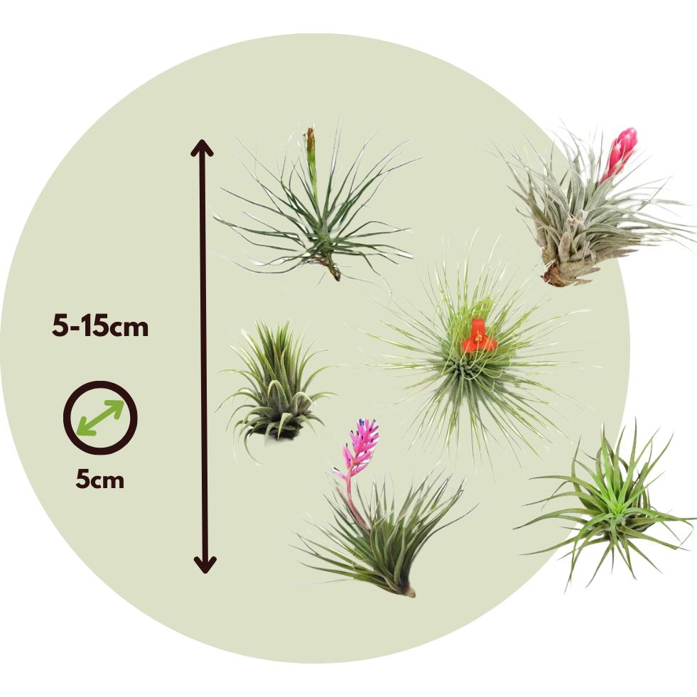 Plant in a Box, Pflanzen, Tillandsia - (5 cm)