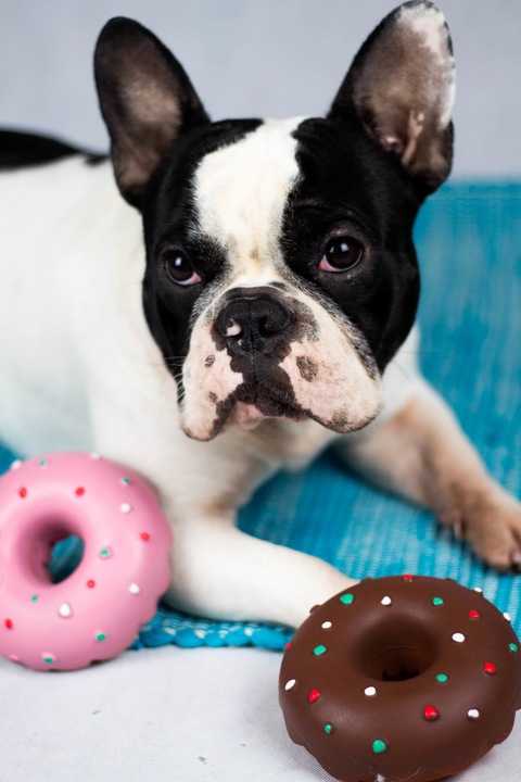 Actual product image Karlie Doggy Donuts Latex
