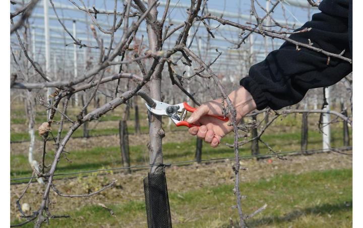 Actual product image Felco 2 + 600 Set