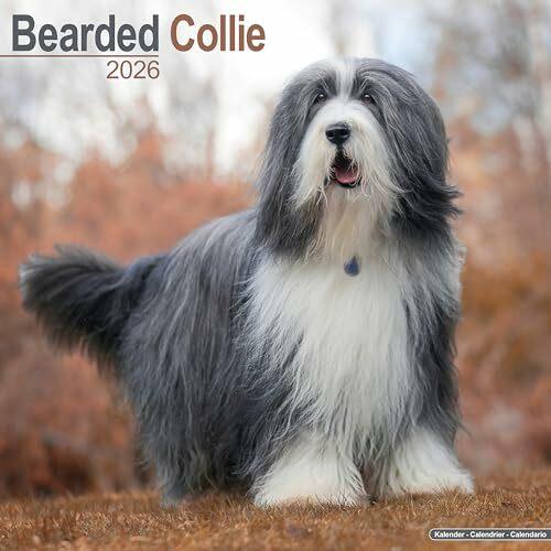 Actual product image Bearded Collie Calendar 2026 Square Dog Breed Wall Calendar - 16 Month