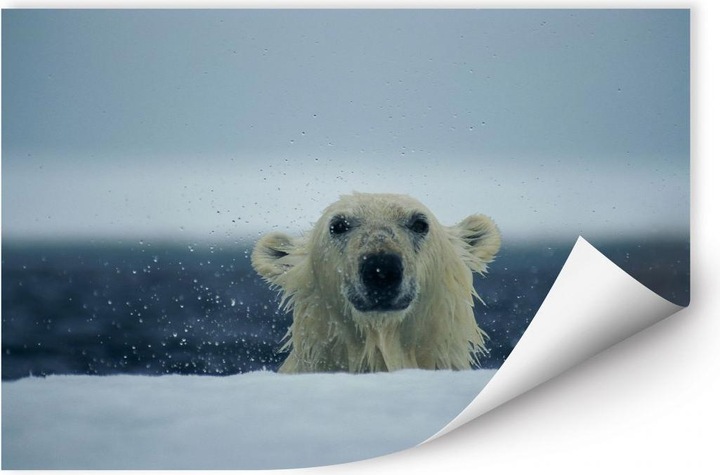 Produktbild National Geographic NG Frecher Eisbär (60 x 40 cm)