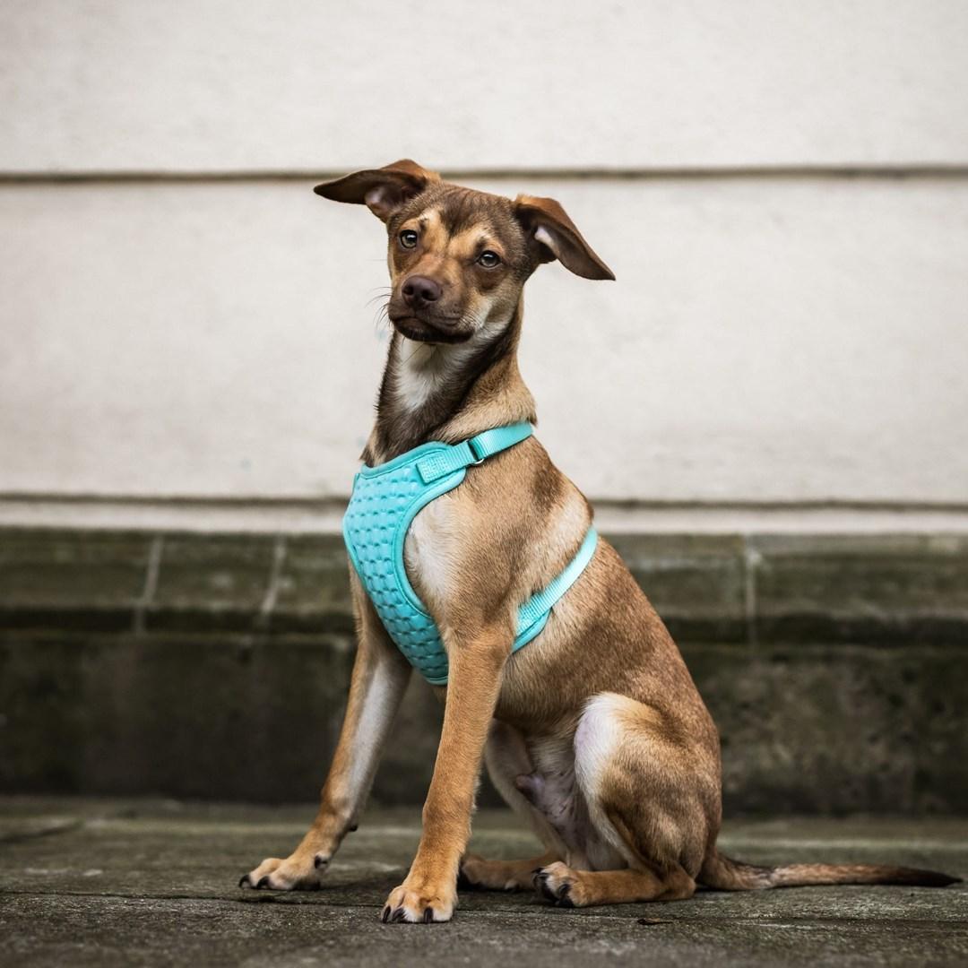 Thumbnail - Red Dingo DINGO Anti-pressure - Hundegeschirr - 39-51 cm (Hund, Allgemein), Halsband + Leine