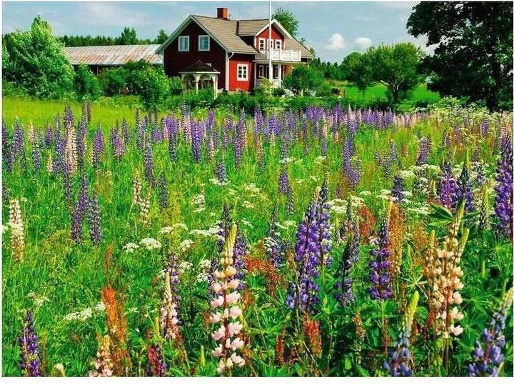 Actual product image Ravensburger Puzzle 12000844, Scandinavian Places - Farm in Sweden - 500 pieces jigsaw puzzle for (500 pieces)