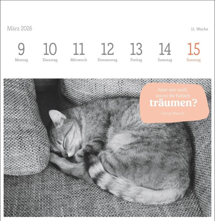 Produktbild Katzen Weisheiten Premium-Postkartenkalender 2026 (16,5 x 17,7 cm)