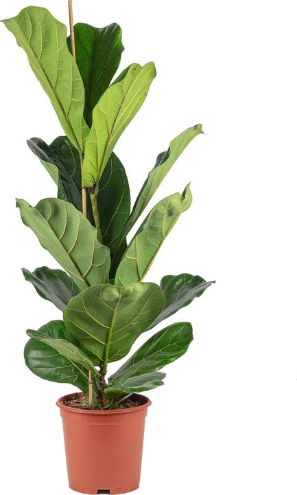 Flowerbox Figuier lyre - Ficus Lyrata (100 cm)
