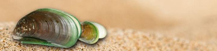 Actual product image Alpinamed Green-lipped mussel (120 Piece, Capsules, 100 g)