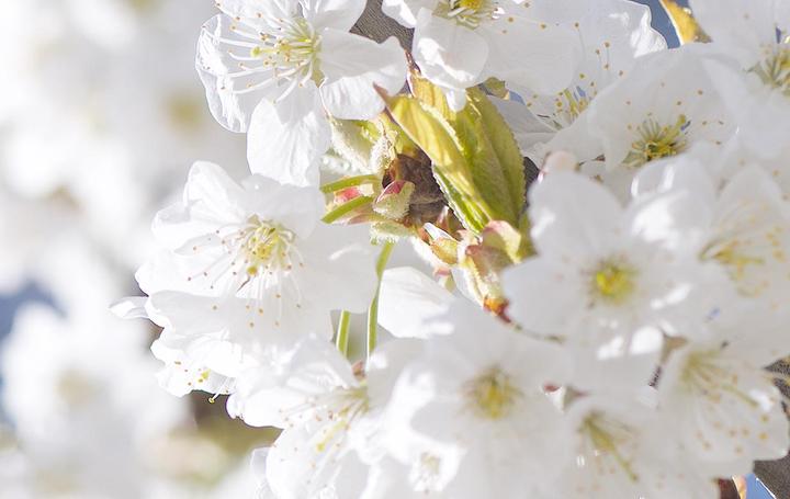 Produktbild L'Occitane Cherry Blossom (30 ml)