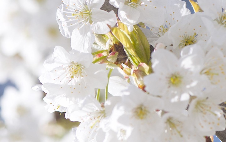 Image du produit L'Occitane Fleur de cerisier (30 ml)