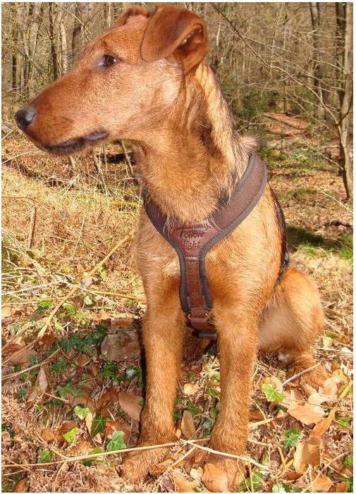 Produktbild Niggeloh Hundeführgeschirr Follow (M, Hund, Allgemein)