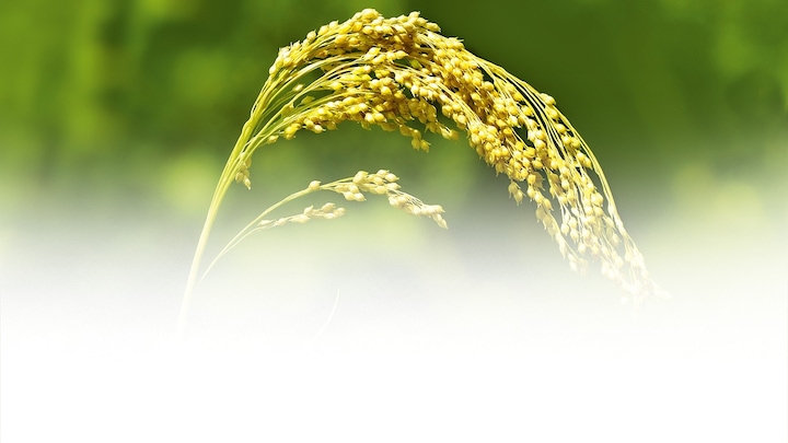 Actual product image Weleda Millet care (190 ml, Liquid shampoo)
