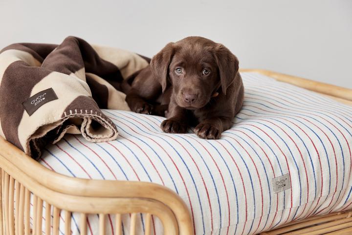 Immagine prodotto Oyoy Otto (Cane)
