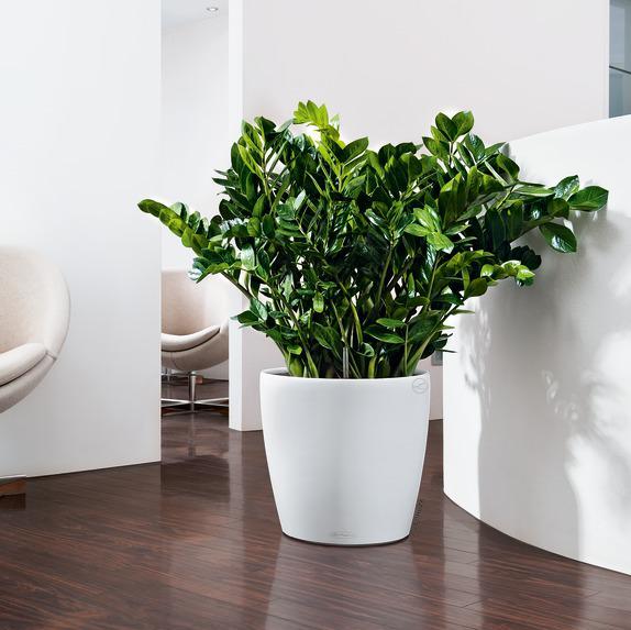 Actual product image Lechuza Classico (28.50 cm)