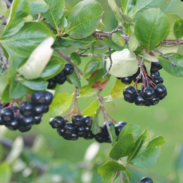 Immagine prodotto Kingnature Aronia Vida (100 Pezzo/i, Pillole, 60 g)