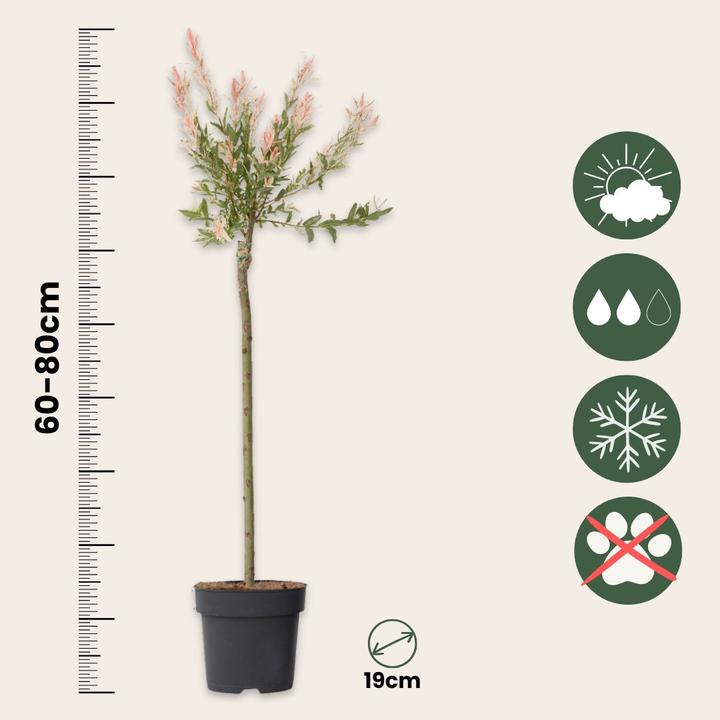 Produktbild Plant in a Box Salix integra 'Flamingo' - Zierweide (90 cm)