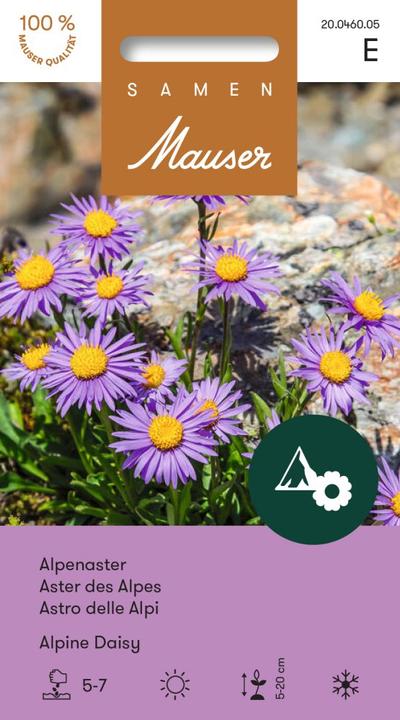 Produktbild Samen Mauser Alpenaster (Blumensamen)