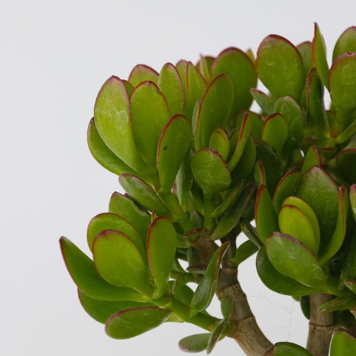 Image du produit Plant in a Box Crassula ovata 'Minor' - Glücksbäumchen (15 cm)