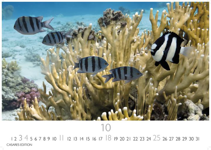 Actual product image Unterwasserwelten 2026 S 24x35cm (24 x 35 cm)