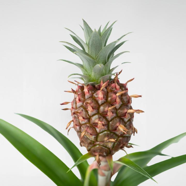 Produktbild Plant in a Box Ananas comosus 'Mi Amigo' (45 cm)
