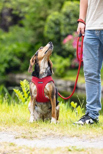 Produktbild Beeztees Parinca Hundeleine rund (Hund, Allgemein)
