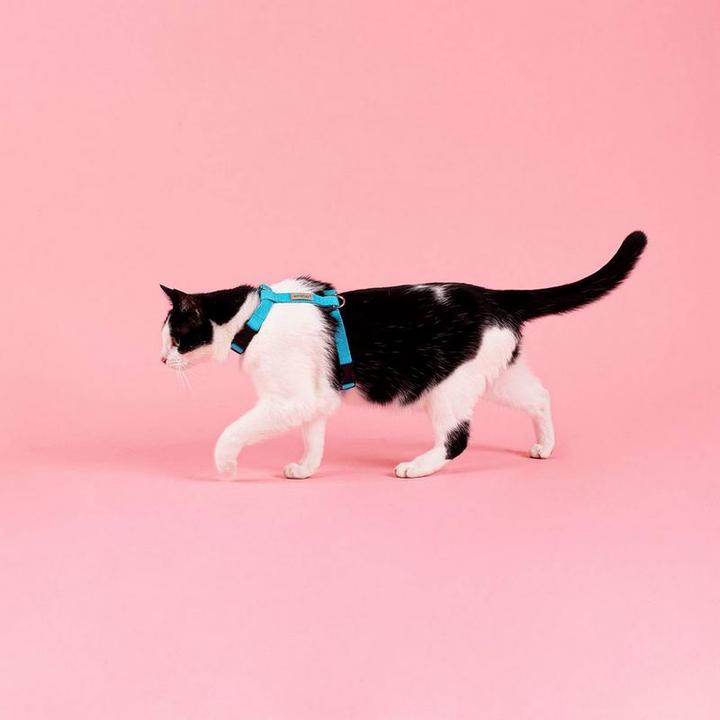 Image du produit amiplay Harnais pour chat Samba (M, Chat, Chien, Général)