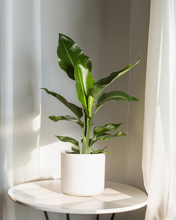 Produktbild feey Strelitzie XL (90 cm, Frisch umgetopft)