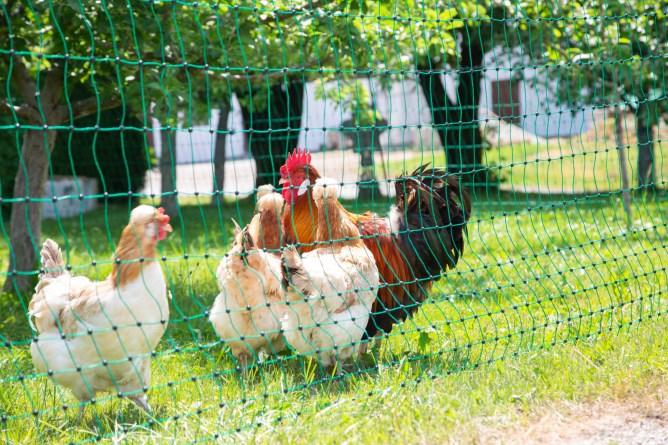 Produktbild Kerbl PoultryNet