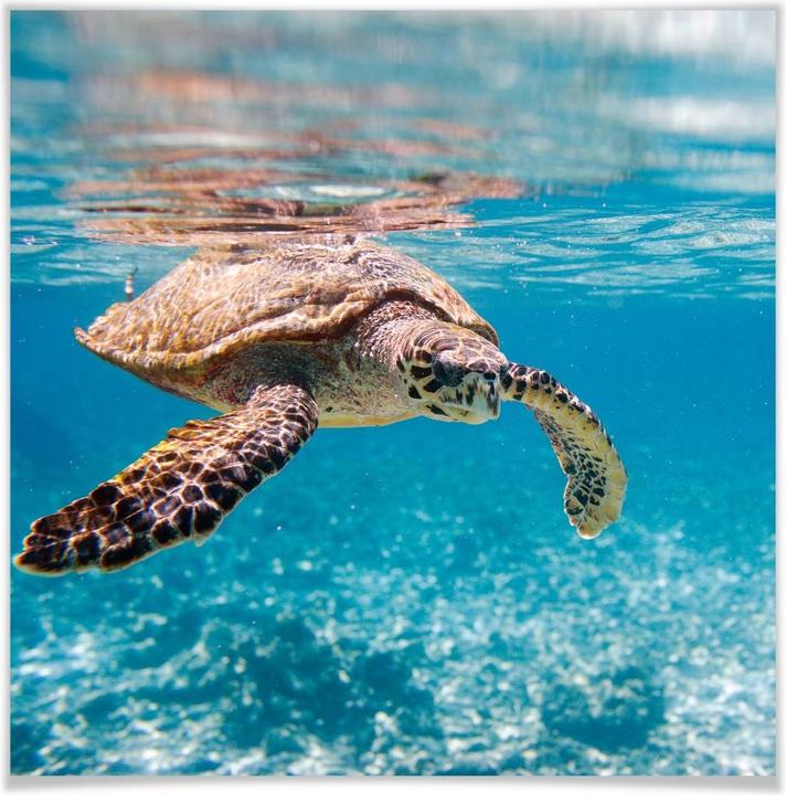 Actual product image Trenddeko Turtle on travels - square (30 x 30 cm)