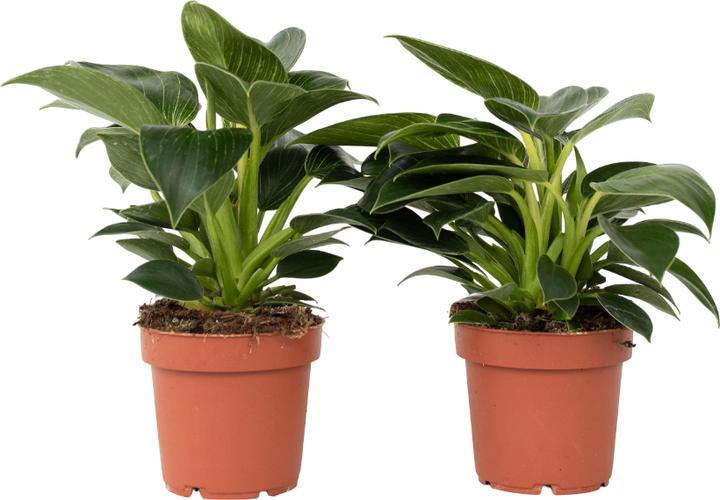 Plant in a Box Philodendron 'White Wave' - 2er Set Weisse Welle
