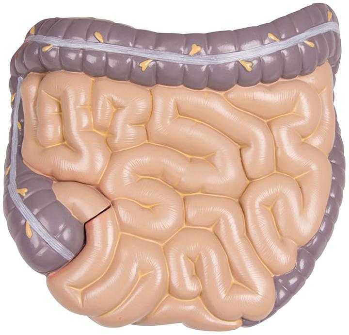 Immagine prodotto Erler Zimmer Modello anatomico del busto con schiena aperta (40 x 23 x 88 cm)