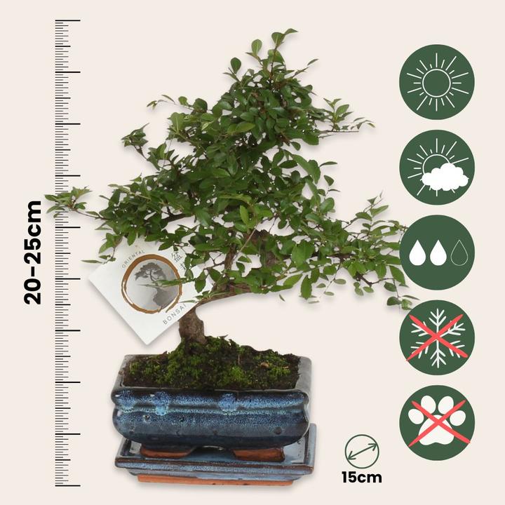 Actual product image Plant in a Box Zelkova serrata - Bonsaibaume (25 cm)