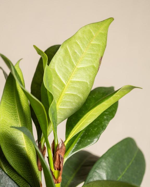 Image du produit feey Afrikanischer Feigenbaum (60 cm, Fraîchement rempotés)