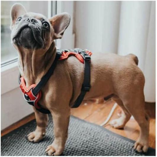 Productafbeelding Hunter Divo servies (L, Hond, Algemeen)