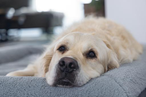 Immagine prodotto Beeztees Yura (Cane)