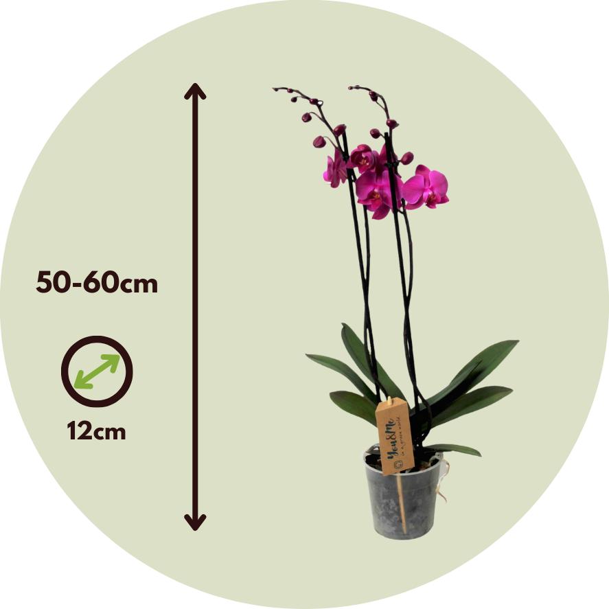 Thumbnail - Plant in a Box, Pflanzen, Phalaenopsis - Schmetterlingsorchidee (50 cm)
