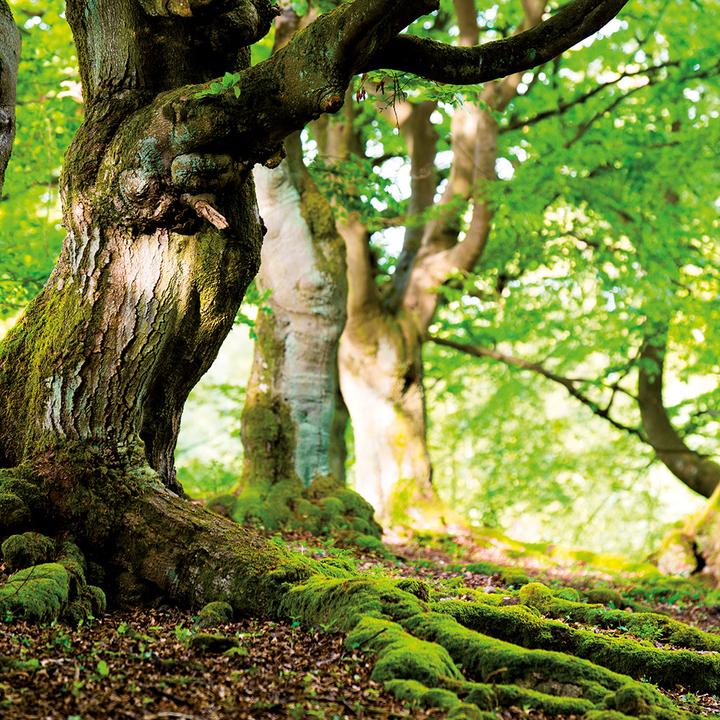 Produktbild Deep Forest 2024