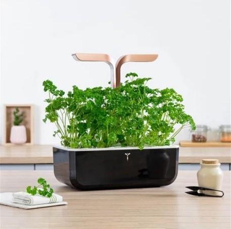 Produktbild Véritable Bio-Petersilie (Kräutersamen)