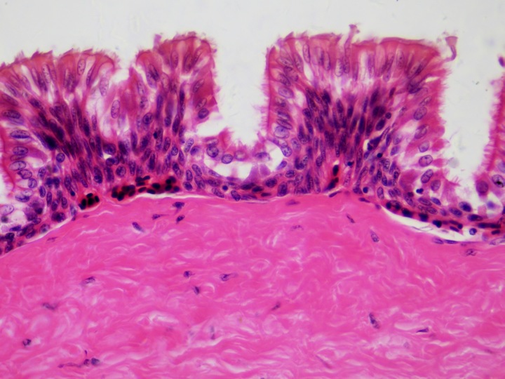 Productafbeelding Bresser Permanente preparaten: Histologie