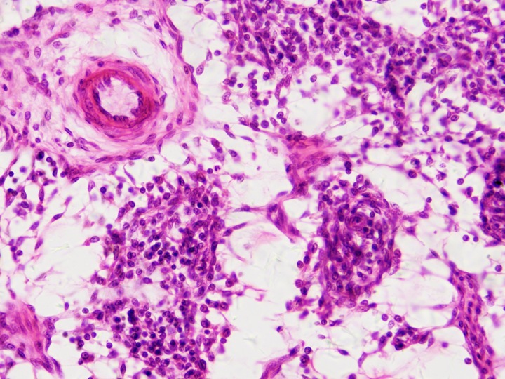 Immagine prodotto Bresser Preparati permanenti: Istologia