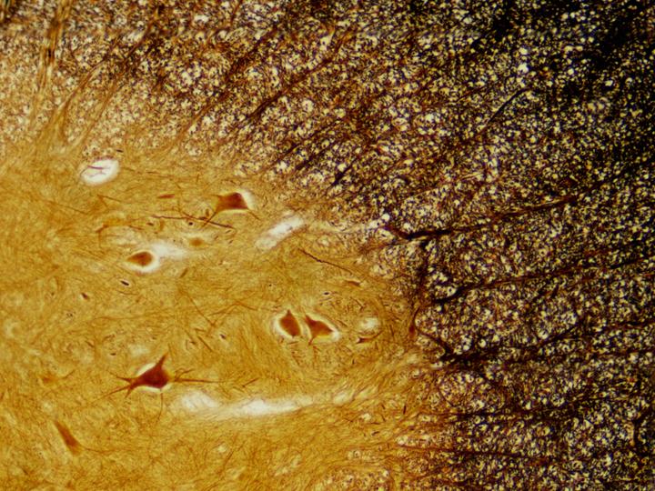 Immagine prodotto Bresser Preparati permanenti: Istologia