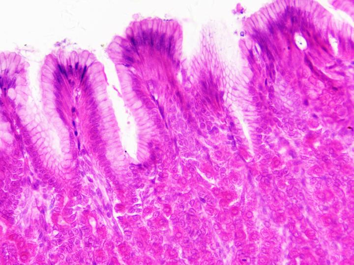 Immagine prodotto Bresser Preparati permanenti: Istologia