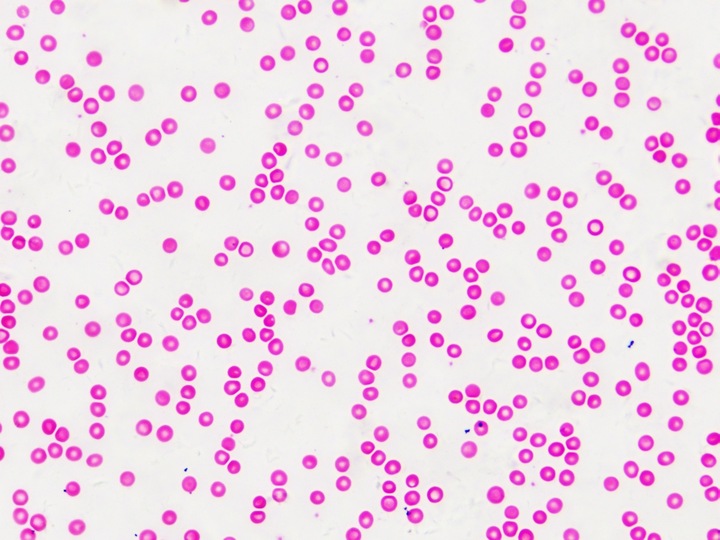 Productafbeelding Bresser Permanente preparaten: Histologie